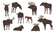Males With Large Horns, Females And Cubs Of The European Elk Alces Alces Stand, Walk And Lie Down. Realistic Vector Animals