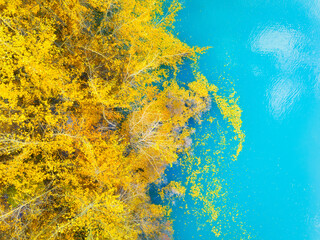 Wall Mural - aerial view. fall forest in turquoise water. natural scenery in fall time. mountain lake and trees. 