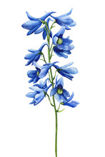 Blue Flower. Watercolor Hand Drawing Flora, Botanical Illustration. Delphinium On Isolated White Background