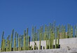 Clôture de cactus sur ciel bleu.