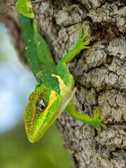 Sticker - Closeup of a green lizard atop a tree bark in its natural habitat