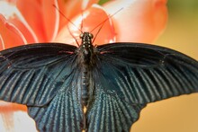 Black And Red Scarlet Mormon Butterfly Perched On A Flower
