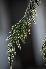 Canvas Print - Closeup of a pine tree branch covered in freshly fallen snow, glistening in the winter sun