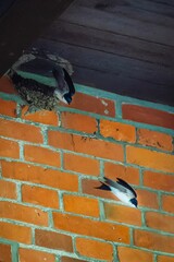 Wall Mural - Swallows flying from their nest on a stone wall background