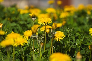 Poster - Vibrant yellow field of dandelions basking in the sunshine on a sunny summer day