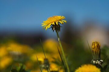 Poster - Vibrant yellow field of dandelions basking in the sunshine on a sunny summer day