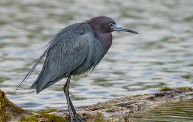 Sticker - Little Blue Heron on cold day.