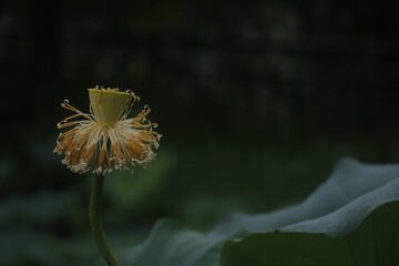 Poster - Vibrant close-up of a lotus flower head amongst green foliage