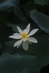 Canvas Print - Closeup shot of a delicate lotus flower with green leaves in the background.