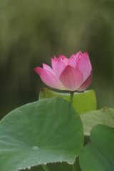 Sticker - Closeup shot of a delicate pink lotus flower with green leaves in the background.