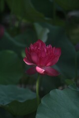 Sticker - Closeup shot of a delicate pink lotus flower with green leaves in the background.