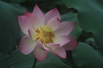 Canvas Print - Closeup shot of a delicate lotus flower with lush green leaves in the background.