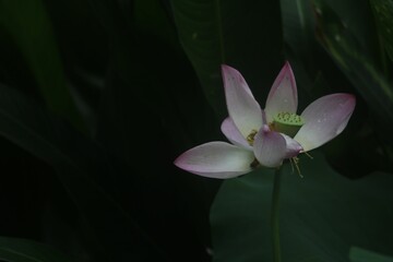 Sticker - Closeup shot of a delicate lotus flower with lush green leaves in the background.