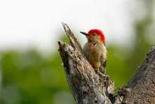 Red-bellied Woodpecker Perched On A Barren Tree Branch
