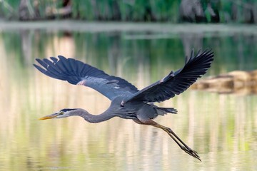 Poster - Majestic great blue heron soaring through the air above a tranquil lake