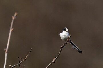 Canvas Print - Close-up shot of a small long-tailed tit perched on a tree branch