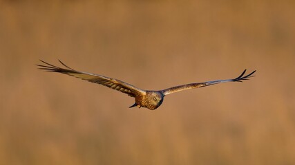 Canvas Print - Majestic Western marsh harrier bird soaring among a backdrop of lush evergreen trees