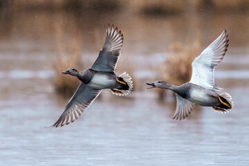 Poster - Pair of Gadwall birds soaring over a tranquil lake