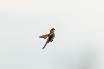 Wall Mural - Common Reed Bunting bird gracefully flies through a clear sky, its wings outstretched