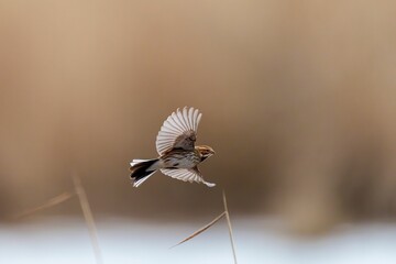 Wall Mural - Common Reed Bunting bird gracefully flies through a clear sky, its wings outstretched