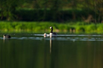 Poster - Closeup of ducks swimming in a tranquil lake in a green park