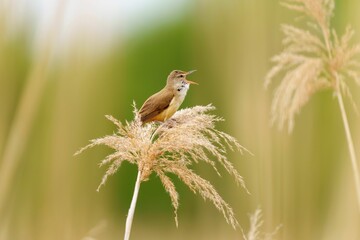 Wall Mural - Small brown great reed warbler perched on a delicate golden-hued grass in a lush field