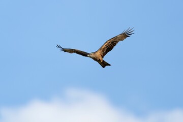 Sticker - a hawk is flying over the blue sky and cloudless day