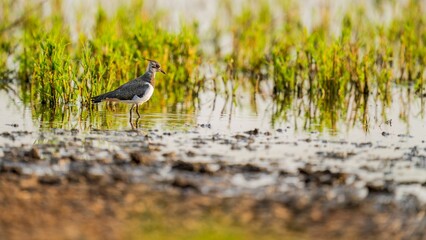 Poster - Lapwing (Vanellus vanellus) in a shallow pond near a lush green grassy field