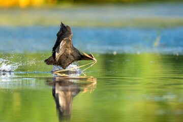 Wall Mural - Majestic Eurasian coot bird gliding over the surface of water in flight