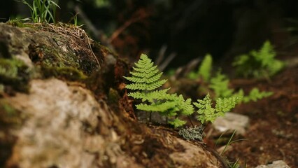 Wall Mural - Closeup of fern plants growing on the ground in the forest