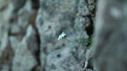 Poster - Shallow focus of a Common daisy bud growing on a rocky texture