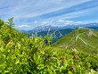 Vegetation im Hochgebirge, aufgenommen bei Hinterklemm in den Alpen