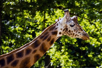 Sticker - Closeup shot of the head of a giraffe