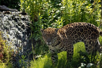 Sticker - Majestic jaguar in its natural habitat