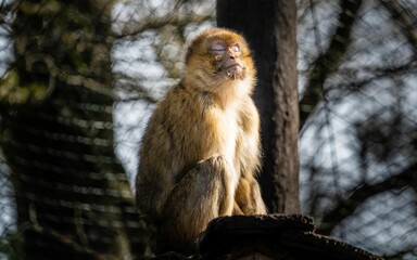 Poster - Monkey with closed eyes