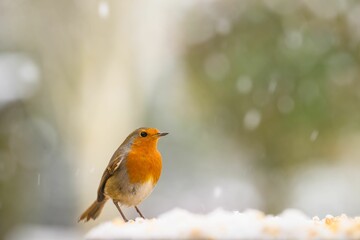 Canvas Print - Closeup of a robin bird with snow falling down on a blurred background