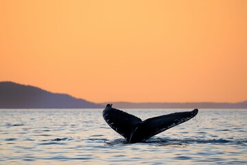 Poster - Humpback whale's tail at sunset. Texada Island, BC Canada.