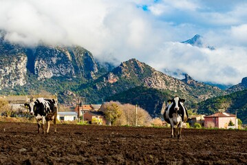 Poster - Group of cows stand in a lush green field surrounded by snow-capped mountains