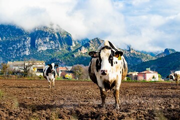 Sticker - Group of cows stand in a lush green field surrounded by snow-capped mountains