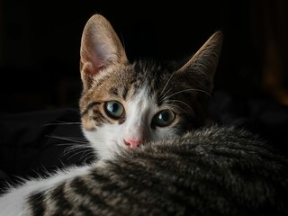 Sticker - Gray and white tabby cat lying down in a comfortable position on a bed