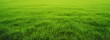 Wide format background image of green carpet of neatly trimmed grass. Beautiful grass texture on bright green mowed lawn, field, grassplot in nature, Generative AI