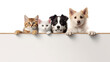 A group of domestic pet dogs and cats hanging paws over ledge