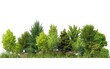Cutout tree line. Forest and green foliage in summer. Row of trees and shrubs isolated on white background. Generative AI