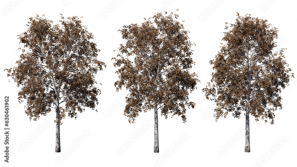 Daytime landscape tree element for 3d Architectural visualization, tree ...