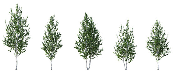 Wall Mural - birch trees betula medium trees isolated png in sunny daylight on a transparent background premium c