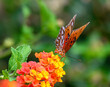 Monarch Butterfly on colorful plants