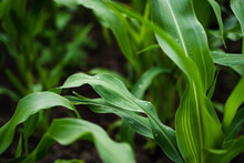 The Agricultural Land Of A Green Corn Farm. Maize Corn Seedling In The Agricultural Plantation. Young Green Cereal Plant Growing In The Cornfield.