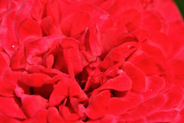 stunning red scarlet rose blossom at sunny day. macro