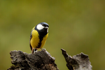 Wall Mural - Garden bird Great Tit, Parus major, black and yellow passerine bird sitting on the nice tree branch, Czech. republic. Spring in nature.