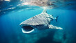 Whale shark swimming in the deep blue waters of the Pacific Ocean